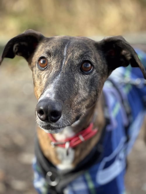 ANNIE - Greyhound available for adoption