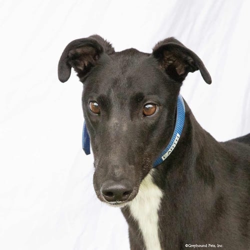 EARTH - Greyhound available for adoption