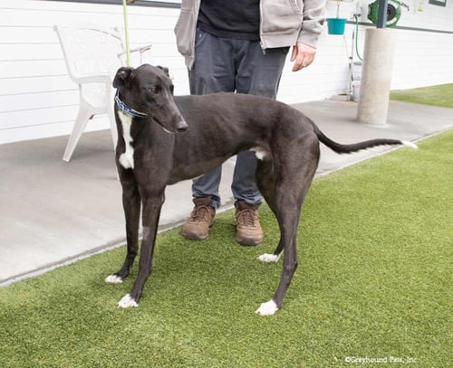 EARTH - Greyhound available for adoption