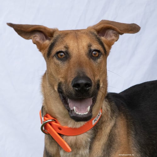 KIM - Terrier available for adoption