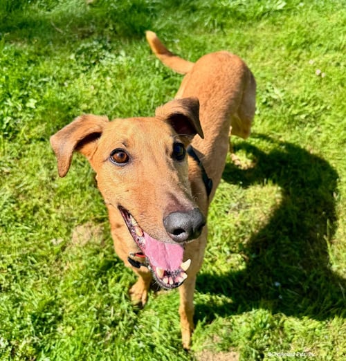 JONATHAN - Greyhound available for adoption