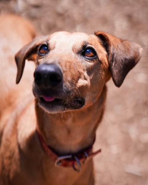 JONATHAN - Greyhound available for adoption
