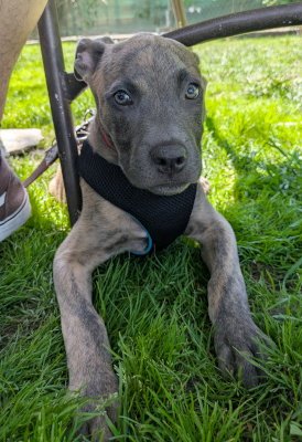 ECHO - Pit Bull Terrier available for adoption