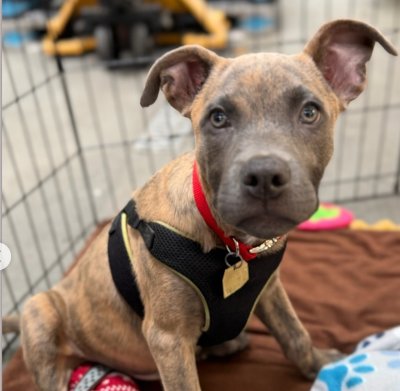 ECHO - Pit Bull Terrier available for adoption