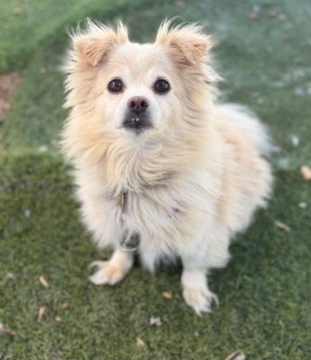 BENTLEY - Shih Tzu / Pomeranian available for adoption