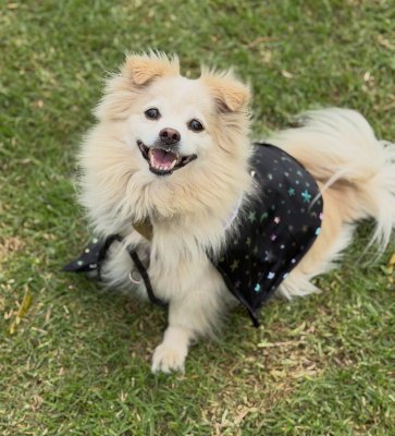 BENTLEY - Shih Tzu / Pomeranian available for adoption