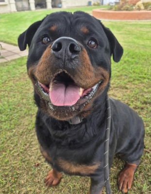 ENZO - Rottweiler available for adoption