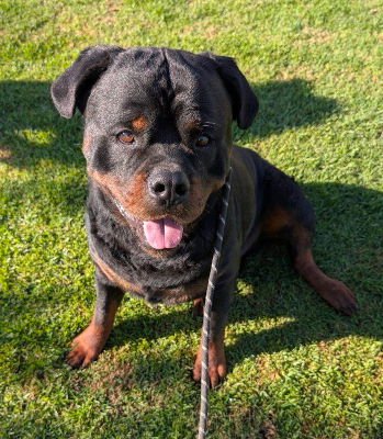 ENZO - Rottweiler available for adoption