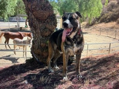 COLBY - German Shepherd Dog available for adoption