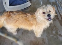 Bolt - Photo 2