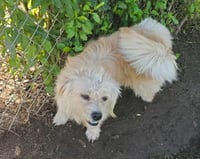 Bolt - Photo 3