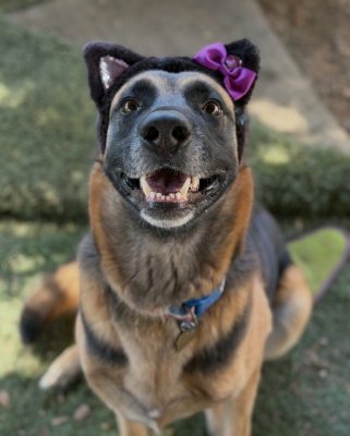 BROWNIE - German Shepherd Dog available for adoption