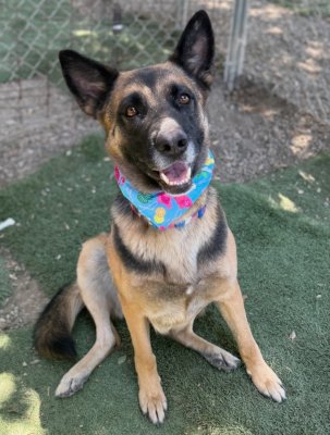 BROWNIE - German Shepherd Dog available for adoption