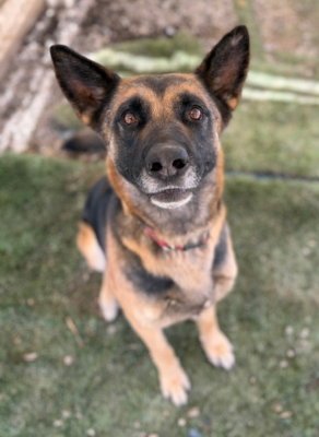 BROWNIE - German Shepherd Dog available for adoption