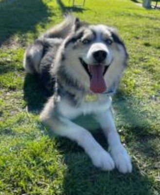 BRECKEN - Siberian Husky available for adoption
