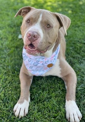 SANTA - Pit Bull Terrier available for adoption