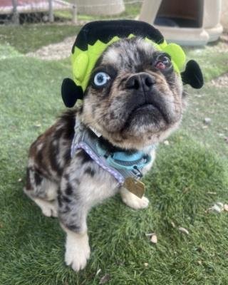 ANTON - French Bulldog available for adoption