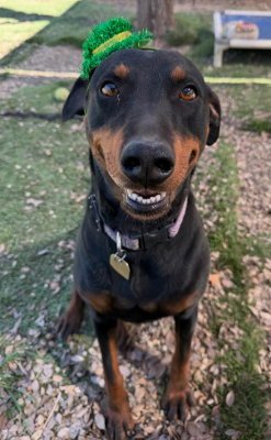SONORA - Rottweiler / Doberman Pinscher available for adoption