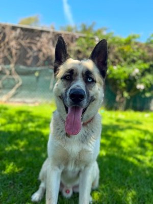 ZEUS - German Shepherd Dog / Husky available for adoption