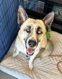 Zeus - Photo 2