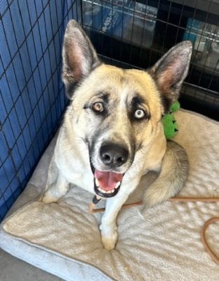 ZEUS - German Shepherd Dog / Husky available for adoption