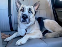 Zeus - Photo 4