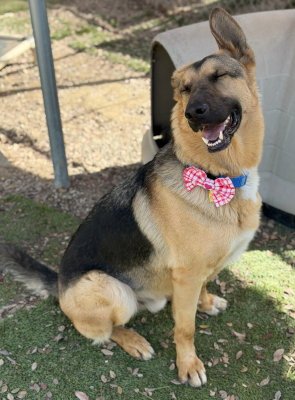 ARCHIE - Shepherd available for adoption