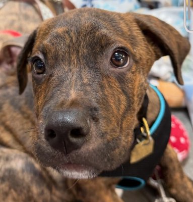 ORBIT - Pit Bull Terrier available for adoption