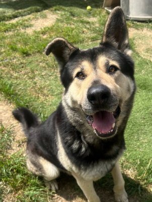 TRI TIP - Akita / German Shepherd Dog available for adoption