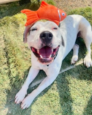 MUSTARD - Pit Bull Terrier available for adoption