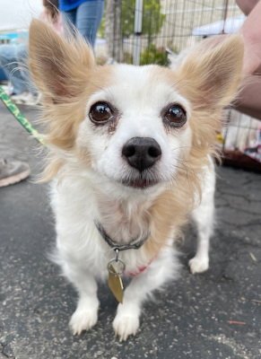JAX - Chihuahua available for adoption