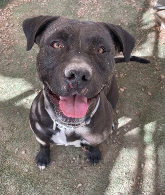 LUNA C - Pit Bull Terrier available for adoption