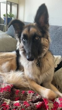 Sage - Photo 4