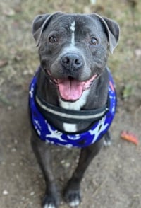 Bubba - Photo 1