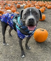 Bubba - Photo 2