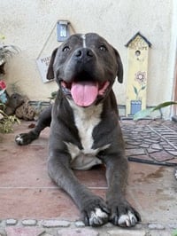 Bubba - Photo 3