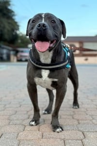 Bubba - Photo 4