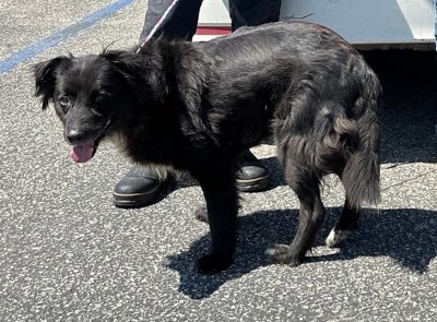 CLEOPATRA - Chow Chow available for adoption
