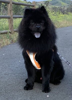 LEO (CHOW) - Chow Chow available for adoption