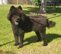 Leo (Chow) - Photo 1