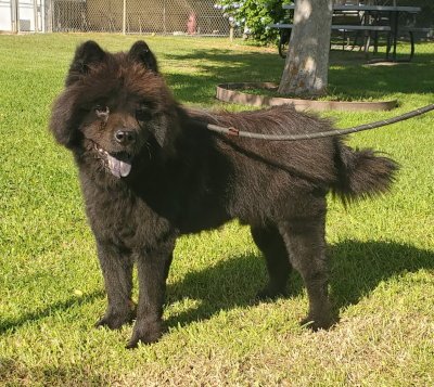 LEO (CHOW) - Chow Chow available for adoption