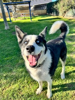 HOMIE - Husky / Australian Shepherd available for adoption