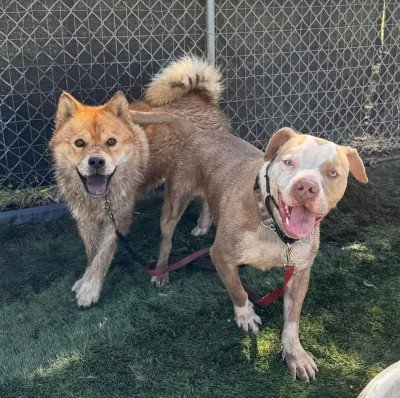 RONNIE - Chow Chow / Jindo (Korean) available for adoption