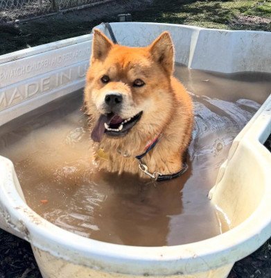 RONNIE - Chow Chow / Jindo (Korean) available for adoption