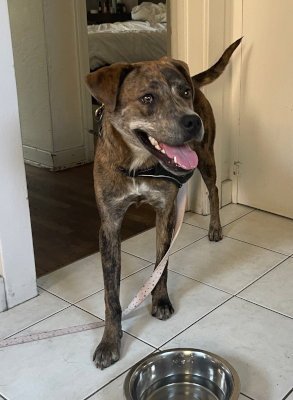 BUTTERCUP - Catahoula Leopard Dog available for adoption