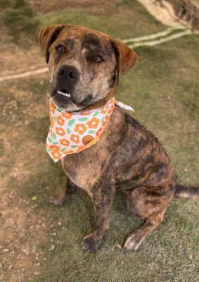 BUTTERCUP - Catahoula Leopard Dog available for adoption
