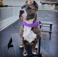 Zsa Zsa - Photo 3