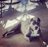 Zsa Zsa - Photo 4
