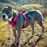 Zsa Zsa - Photo 2