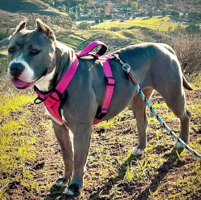 ZSA ZSA - American Staffordshire Terrier available for adoption